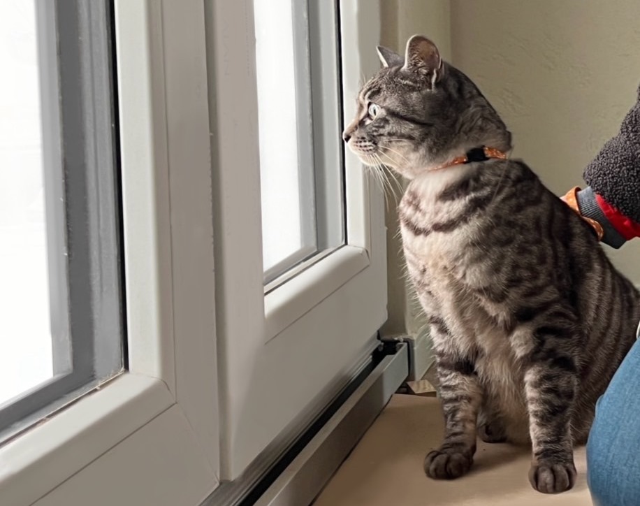 猫愛に溢れる家の画像