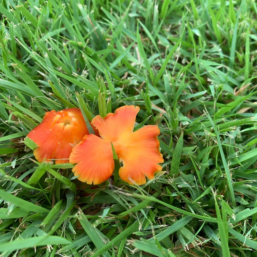 大共産芝生のきのこ１の画像
