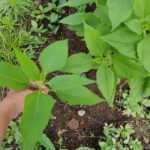 職場菜園の謎の画像