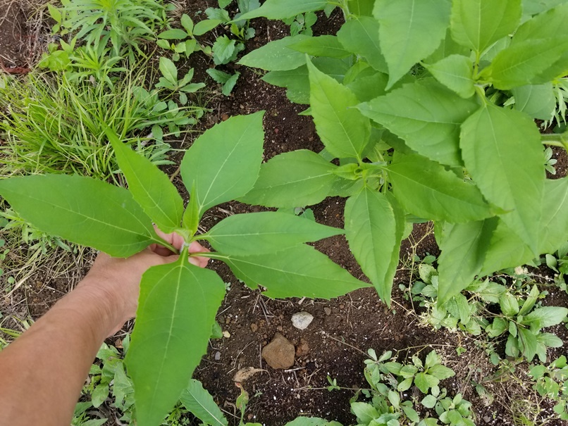 職場菜園の謎の画像