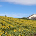 岩手県奥中山のひまわりの丘の家 (1)の画像