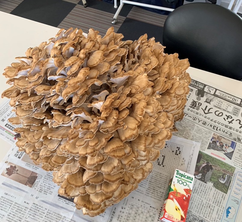 岩手県産の大きな天然マイタケの画像