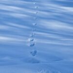 うさぎの足跡の画像