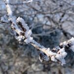 岩手県盛岡市で霧氷朝の視界 (1)の画像