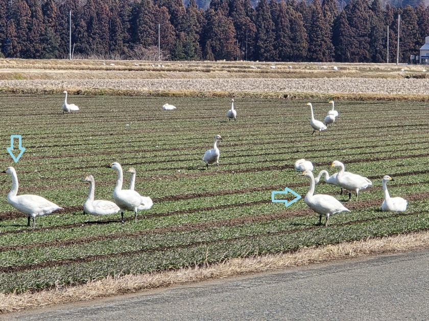 sites/2/2025/03/850e4592fbaf0a434c89bd6af621496d.jpgの画像