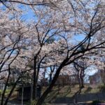 満開の桜は見ていた一日フレーミングの画像