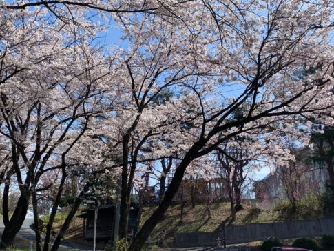 満開の桜は見ていた一日フレーミングの画像