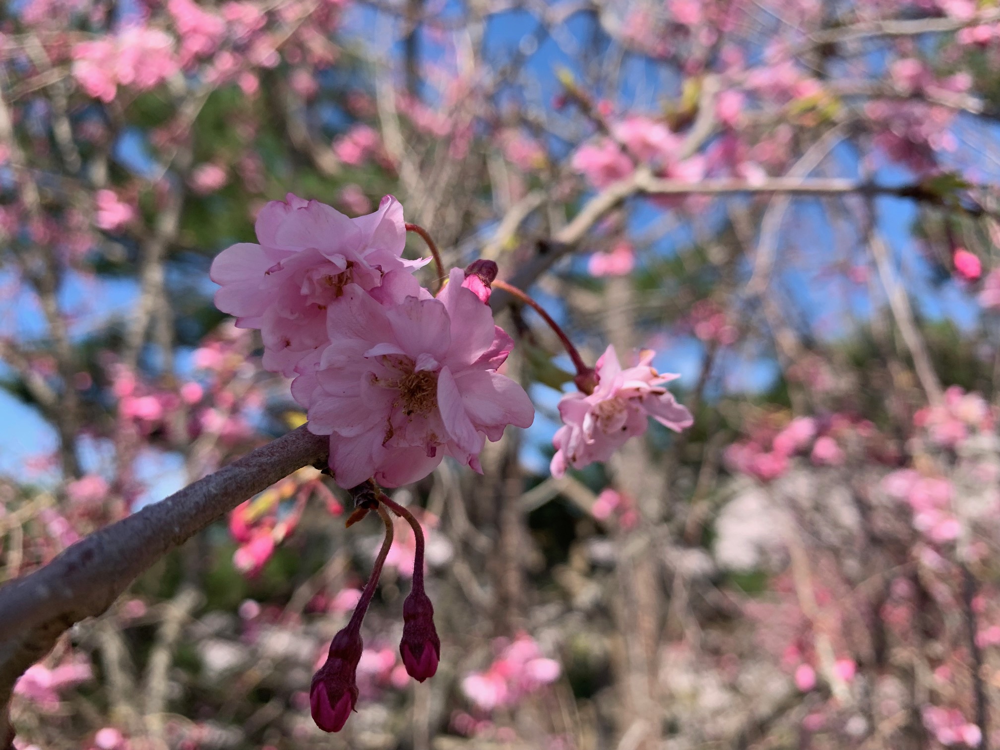 足場に触れるしだれ桜の画像