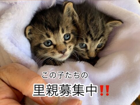 sites/2/2025/05/a7e57e8a8b642889308c08fbd1d896ec-485x363.jpgの画像