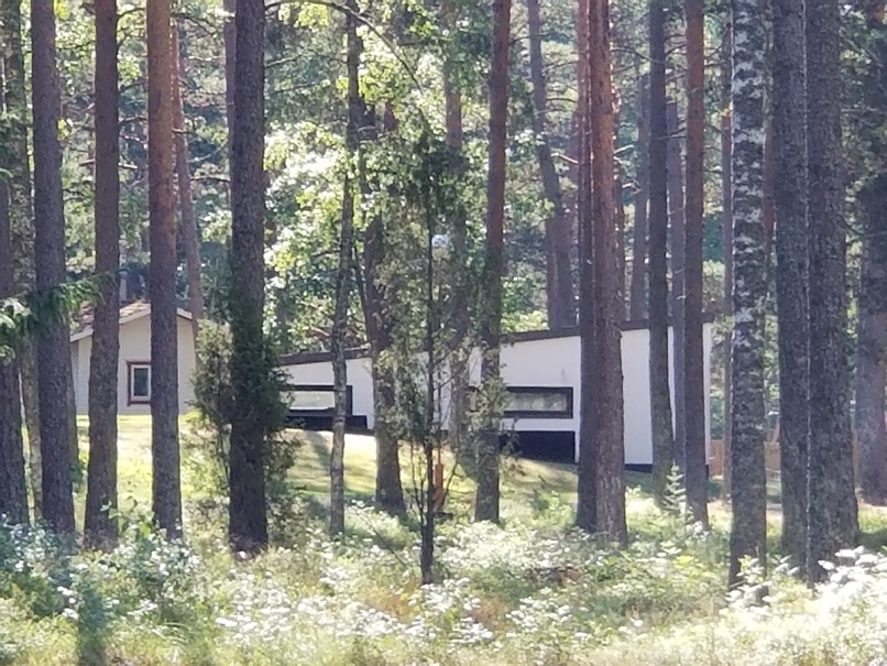 パイミオサナトリウム (2)の画像