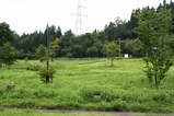 芝があればの画像