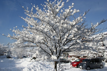 桜咲く