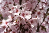 桜もの画像