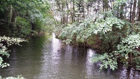 密林？ (5)の画像