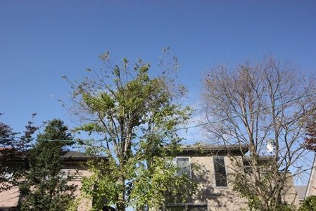 まだ夏？の画像