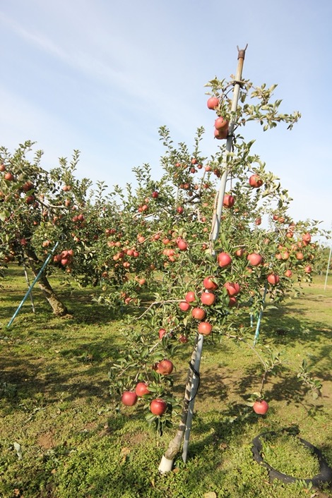 りんご畑の家(7)