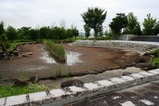 池もの画像