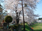桜の画像