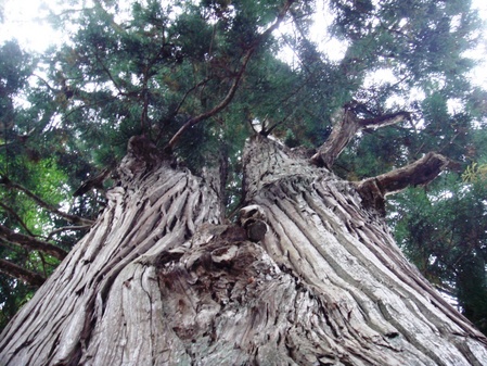 老樹の画像