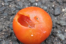 トマトの被害①の画像