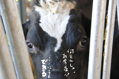 住宅フレーミング見学者?の画像