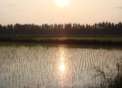 朝陽の画像
