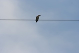 親鳥の画像