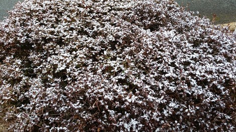 雪の画像