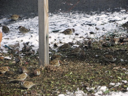 野鳥の餌箱１