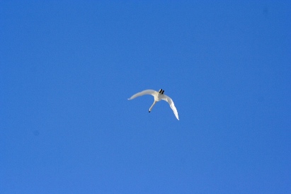 白鳥が！