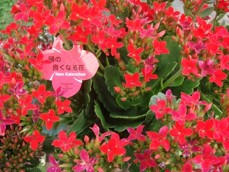 頭の良くなる花の画像
