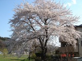 桜２の画像