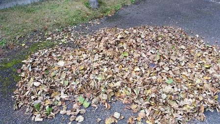 落葉の画像