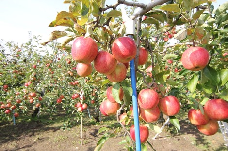 りんご畑の家(4)