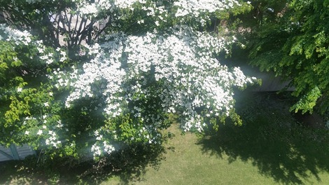 ヤマボウシの花の画像