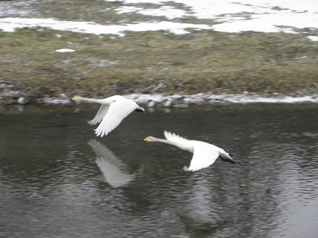 白鳥④の画像