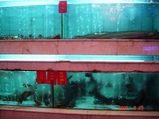 魚じゃ！の画像