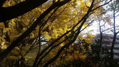 岩手では考えられない紅葉の画像