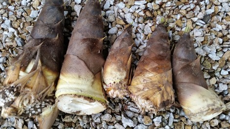 岩手産竹の子 (1)の画像