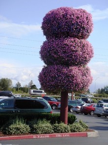花だんご・・の画像