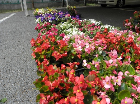 ハンギングの花たち