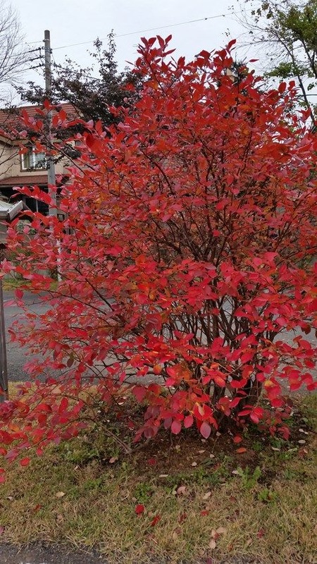 (1)の画像