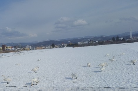 白鳥の画像