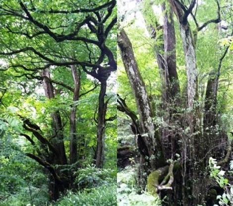 樹齢は・・・の画像