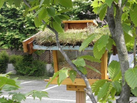 野鳥のお食事処・・の画像
