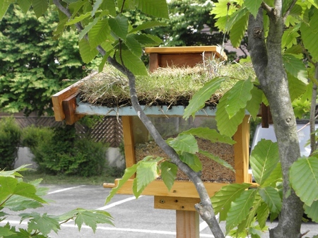 野鳥のお食事処・・