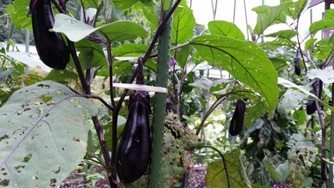 野菜2の画像