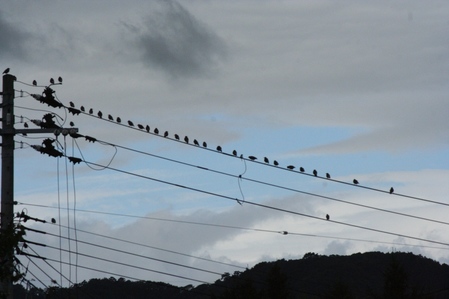 狩鳥？の画像