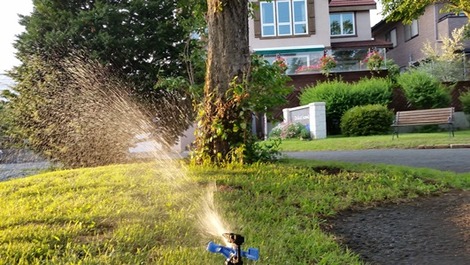 水飲む芝生