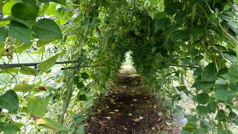 野菜1の画像